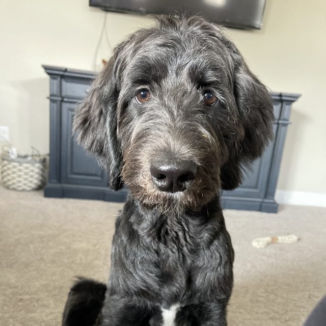 Bentlee